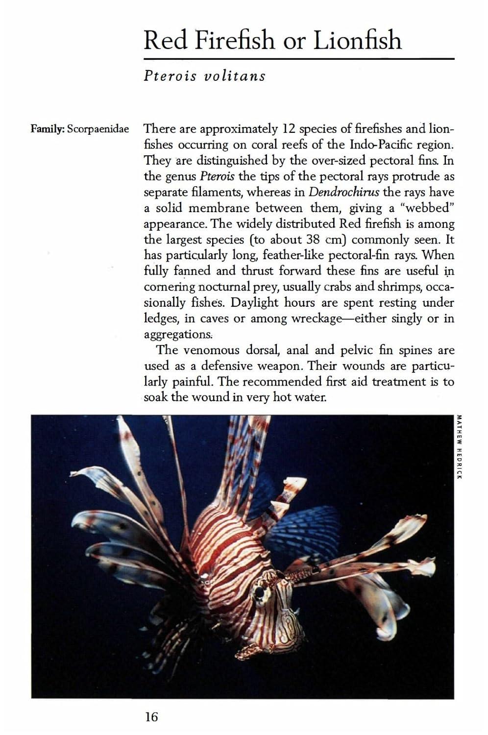 Tropical Coral Reef Fishes - (Handy Pocket Guides) by Allen (Paperback)