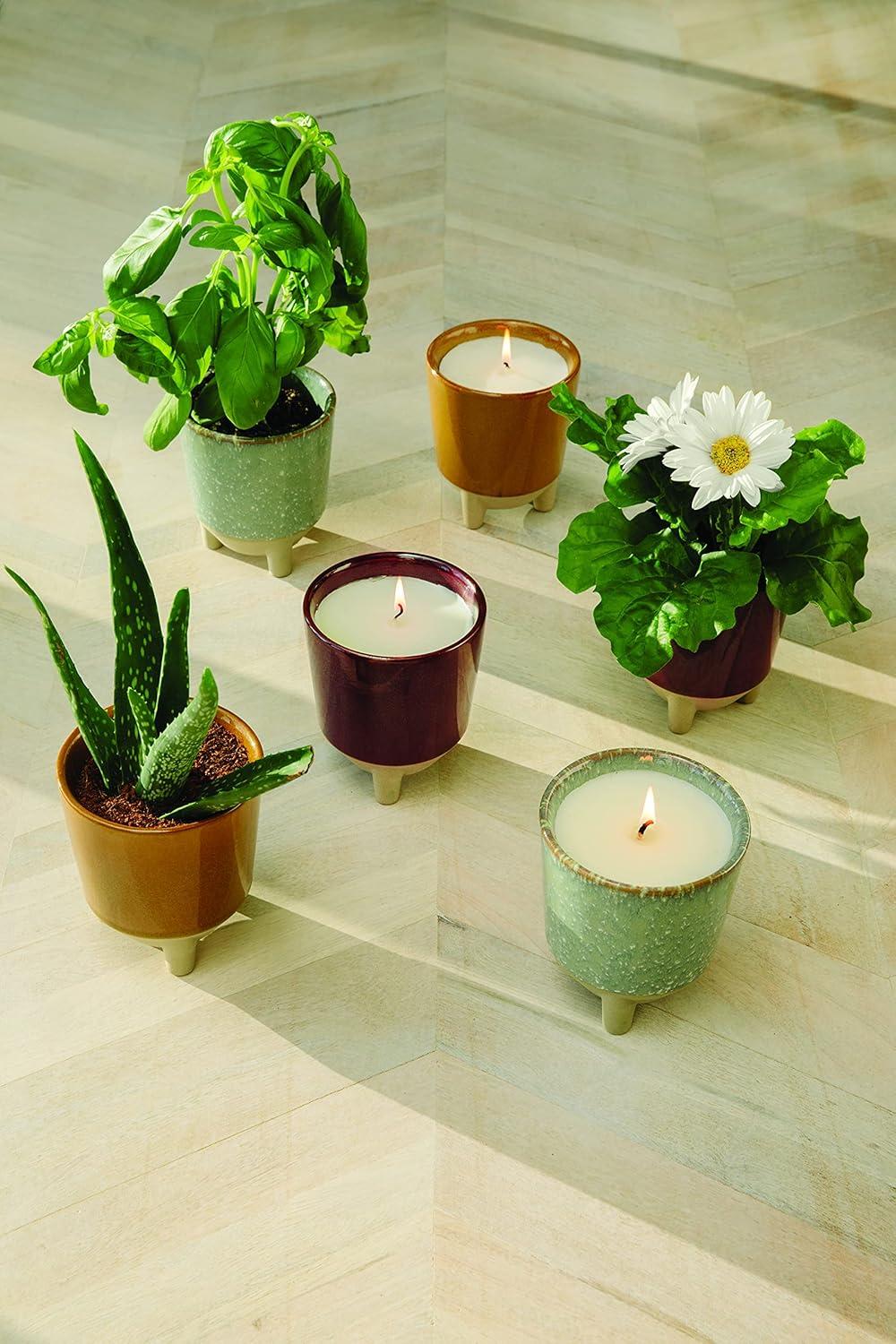 Wildflower Fields Ceramic Candle and Daisy Grow Kit