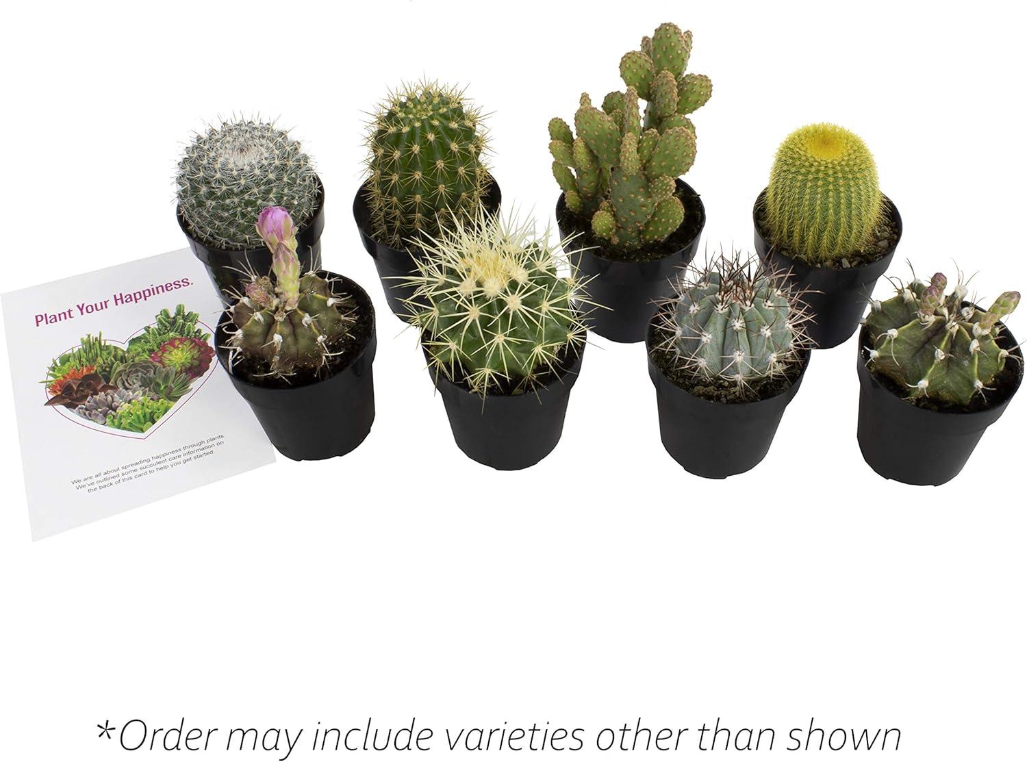 Altman Plants Large Cactus Plants 6-Pack; 3.5 Inch Grower Pots, Full Sun; Easy Plant Care