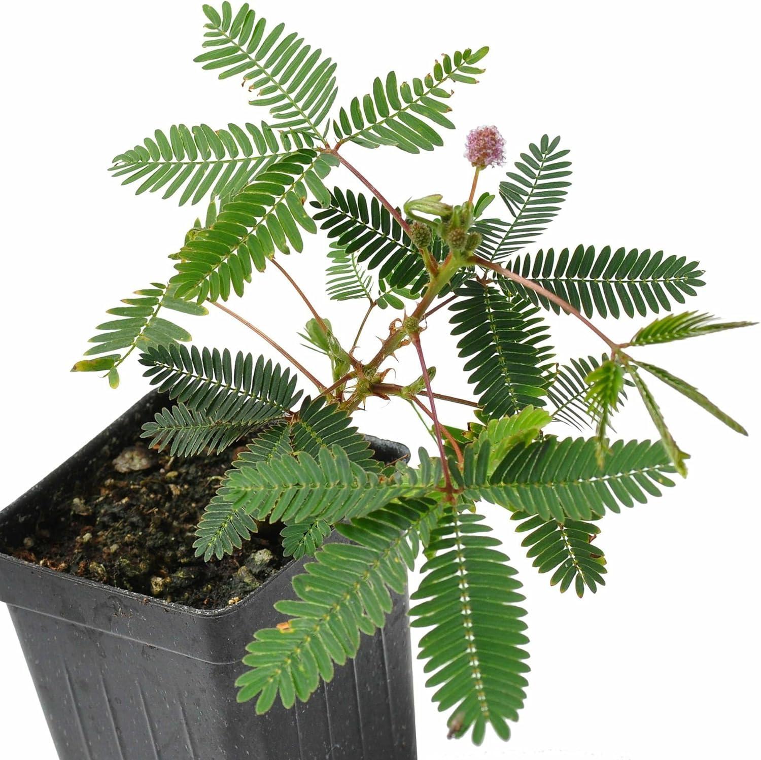 Mimosa Pudica, Sensitive Plant - Pot Size: 3" (2.6x3.5") - Flowering Plants, Houseplants