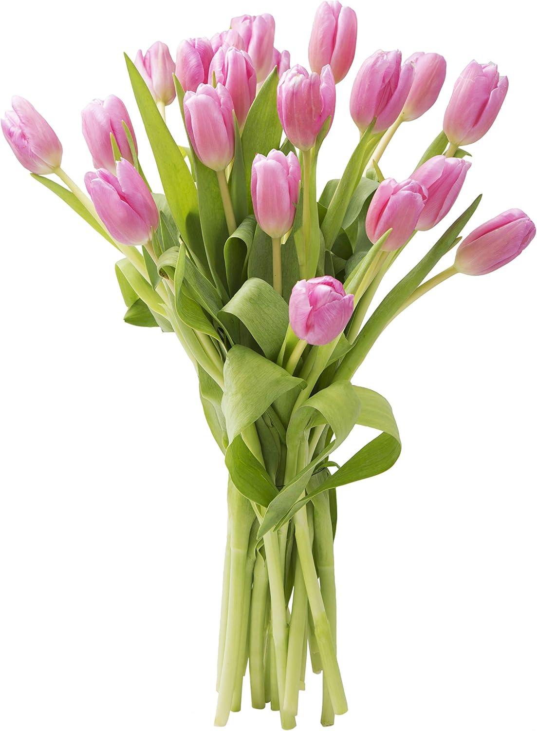 KaBloom : 20 Pink Tulip, Next-Day Delivery, Gift for Every Occasion