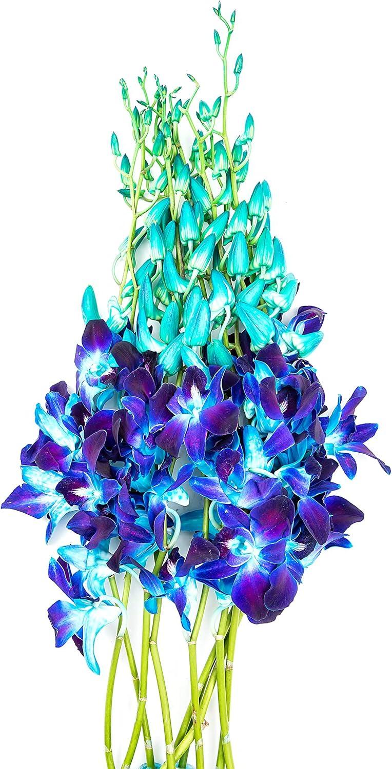 KaBloom : Bouquet of Fresh 10 Blue Dendrobium Orchids, Next-Day Delivery.