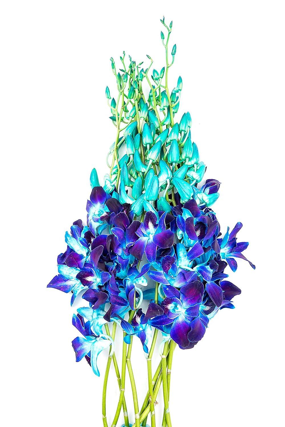 KaBloom : Bouquet of Fresh 10 Blue Dendrobium Orchids, Next-Day Delivery, Gift for all occasions