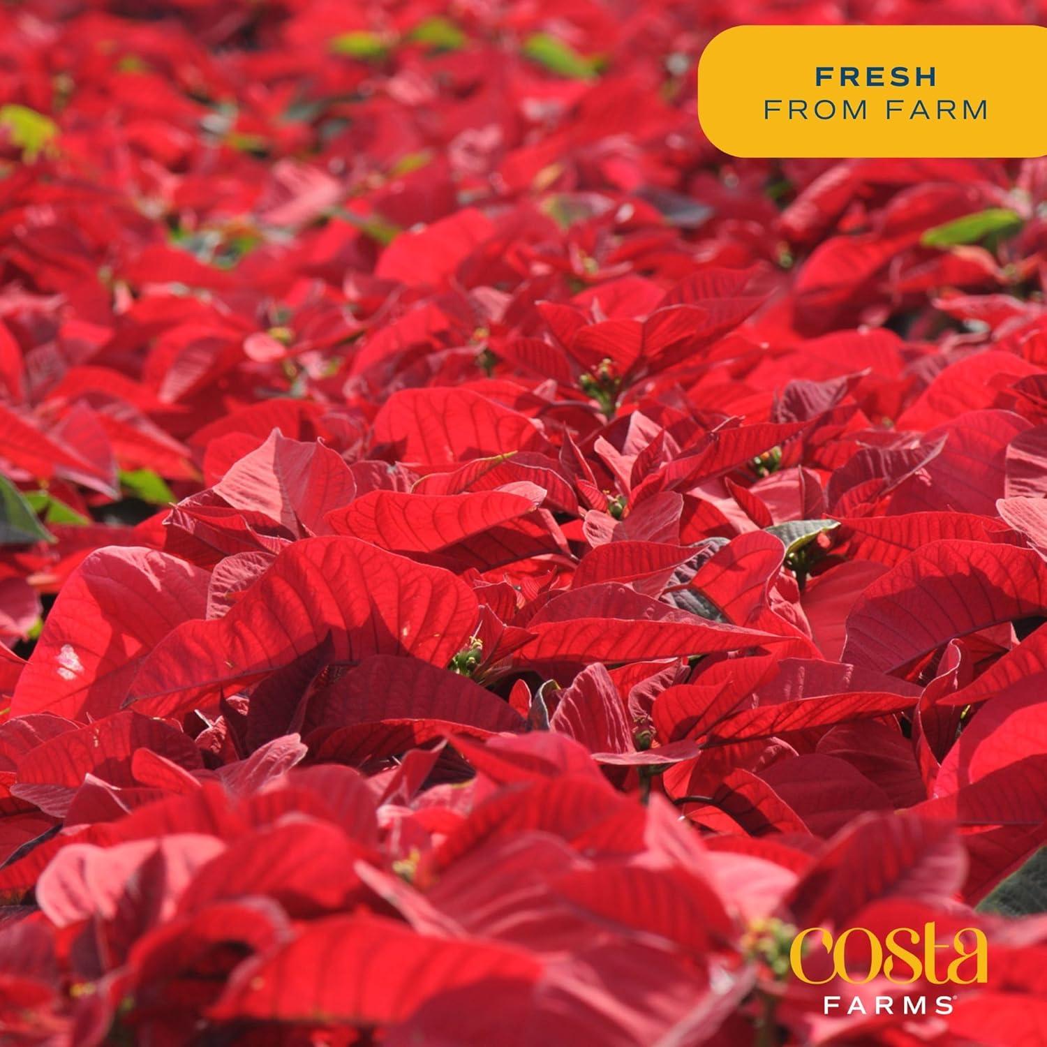 Indoor Houseplant With Blooming Flowers, Potted In Cute Indoors Plant Pot, Gift For Birthday, Anniversary, Housewarming, Home And Room Decor, 10-12 Inches Tall