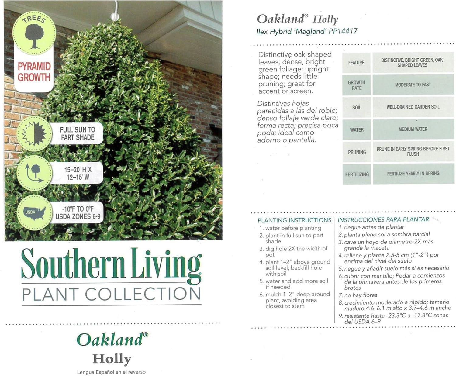 Southern Living Plant Collection Oakland Holly Live Shrub (7 Gallon)