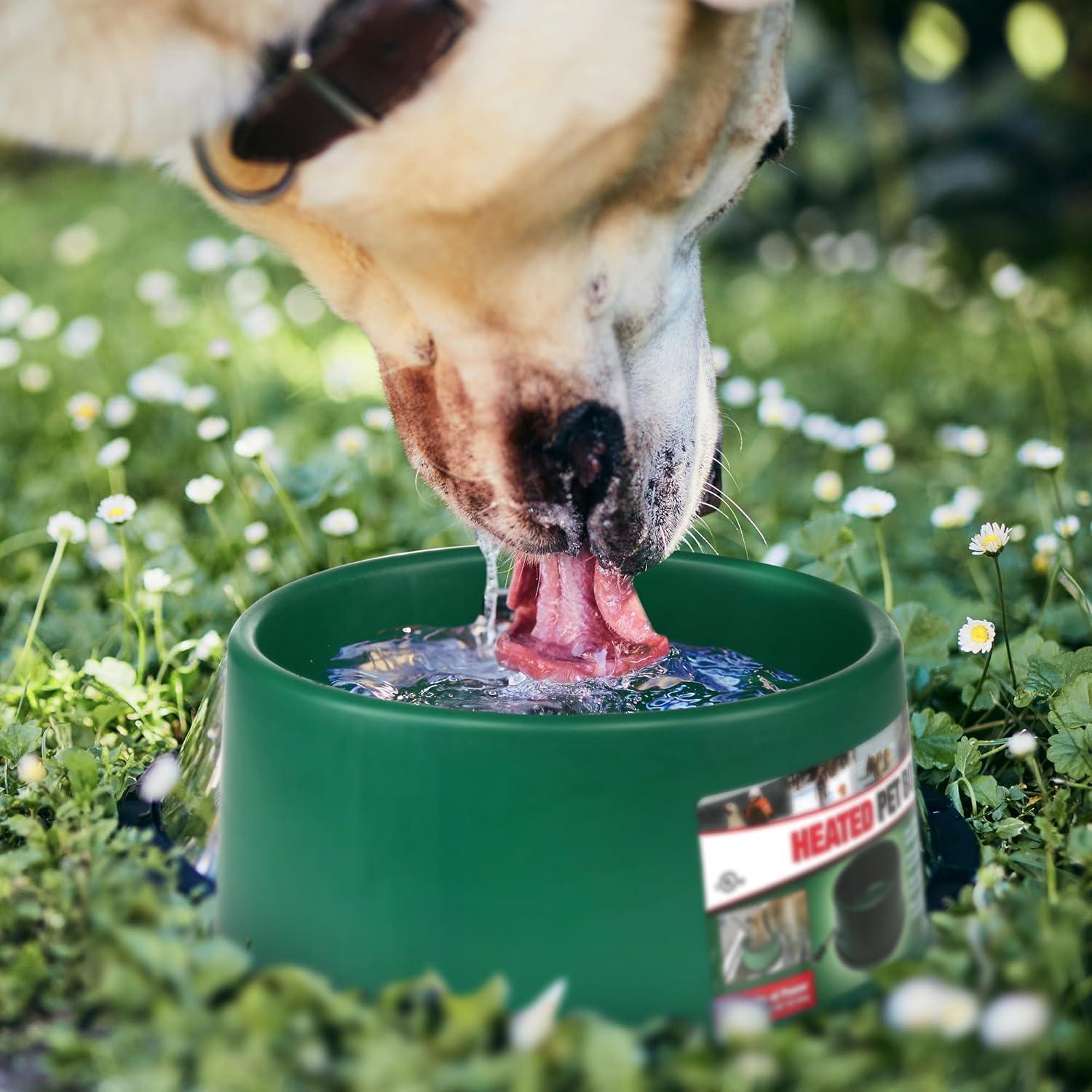 Farm Innovators P-60 1.5 Gallon Electric Heated Pet Water Bowl with Thermostatic Control and Anti Chew Cord Protector, 60 Watt, Green