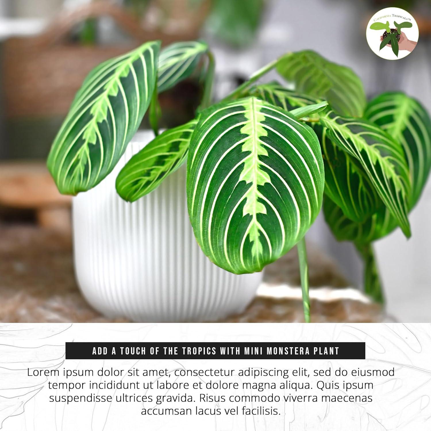 Maranta Green Prayer Plant “Lemon Lime” - 6” from California Tropicals