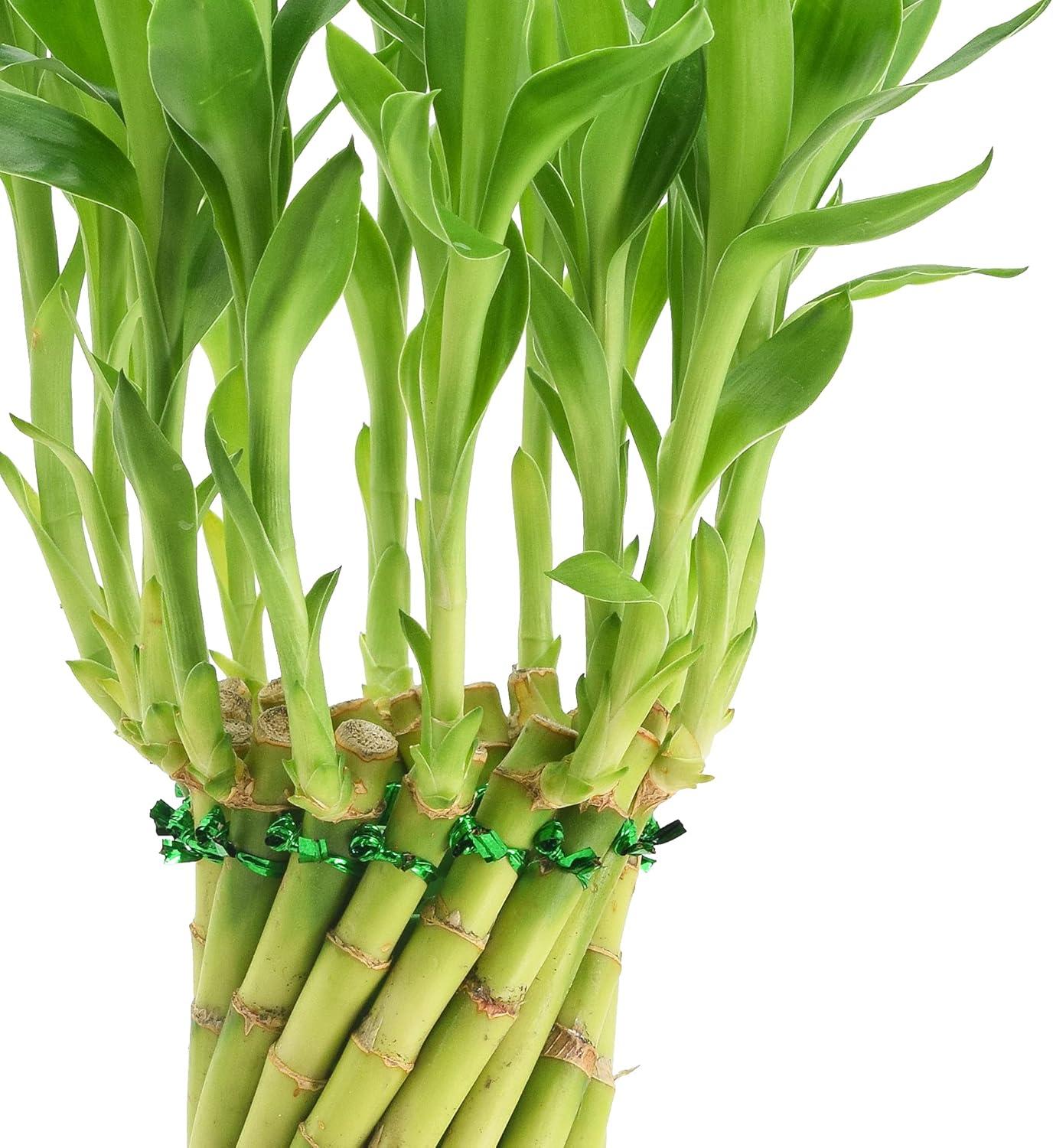 Arcadia Garden Products Live Bamboo Plant in Ceramic Planter