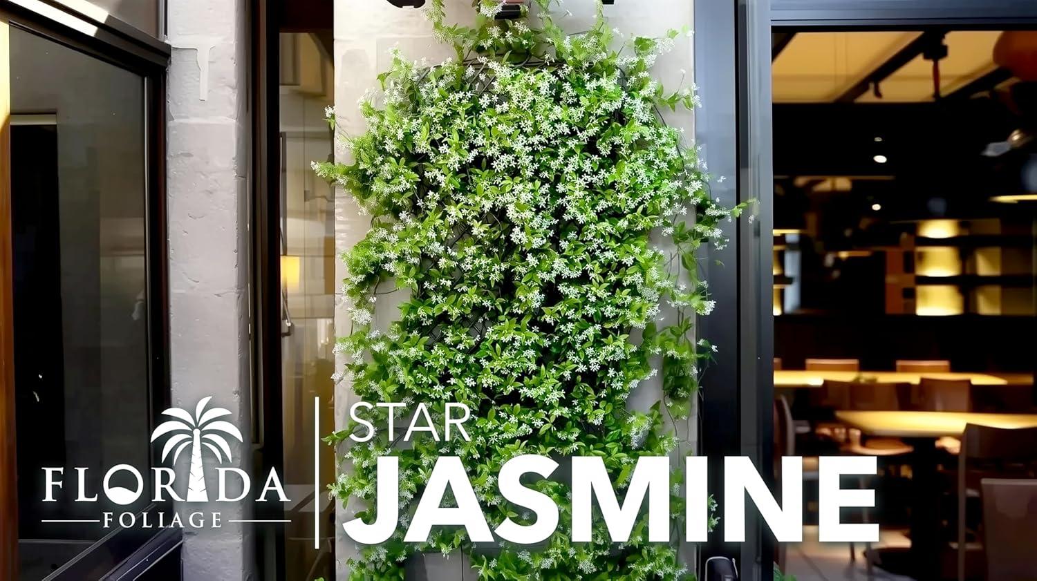 Star Confederate Jasmine | 3 Live Plants | Trachelospermum jasminoides | Flowering Vine Plants | Evergreen Ground Cover for Landscaping
