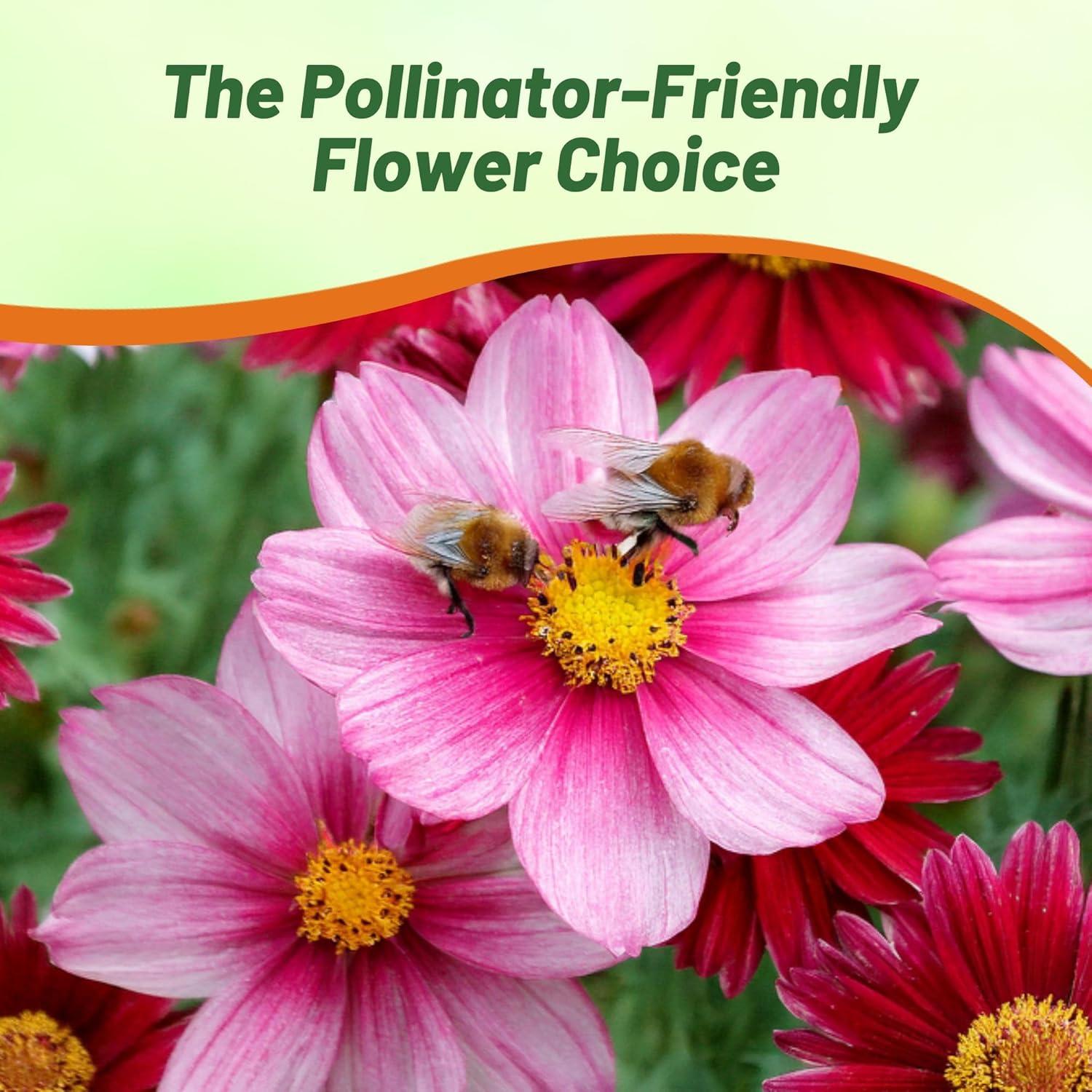 Outsidepride Robinson's Mix Chrysanthemum Seeds - 5000 MHD1Pcs. Perennial, Drought Tolerant Flower Seeds for Planting in Pollinator Gardens, Cut Flowers & Low Maintenance Landscaping