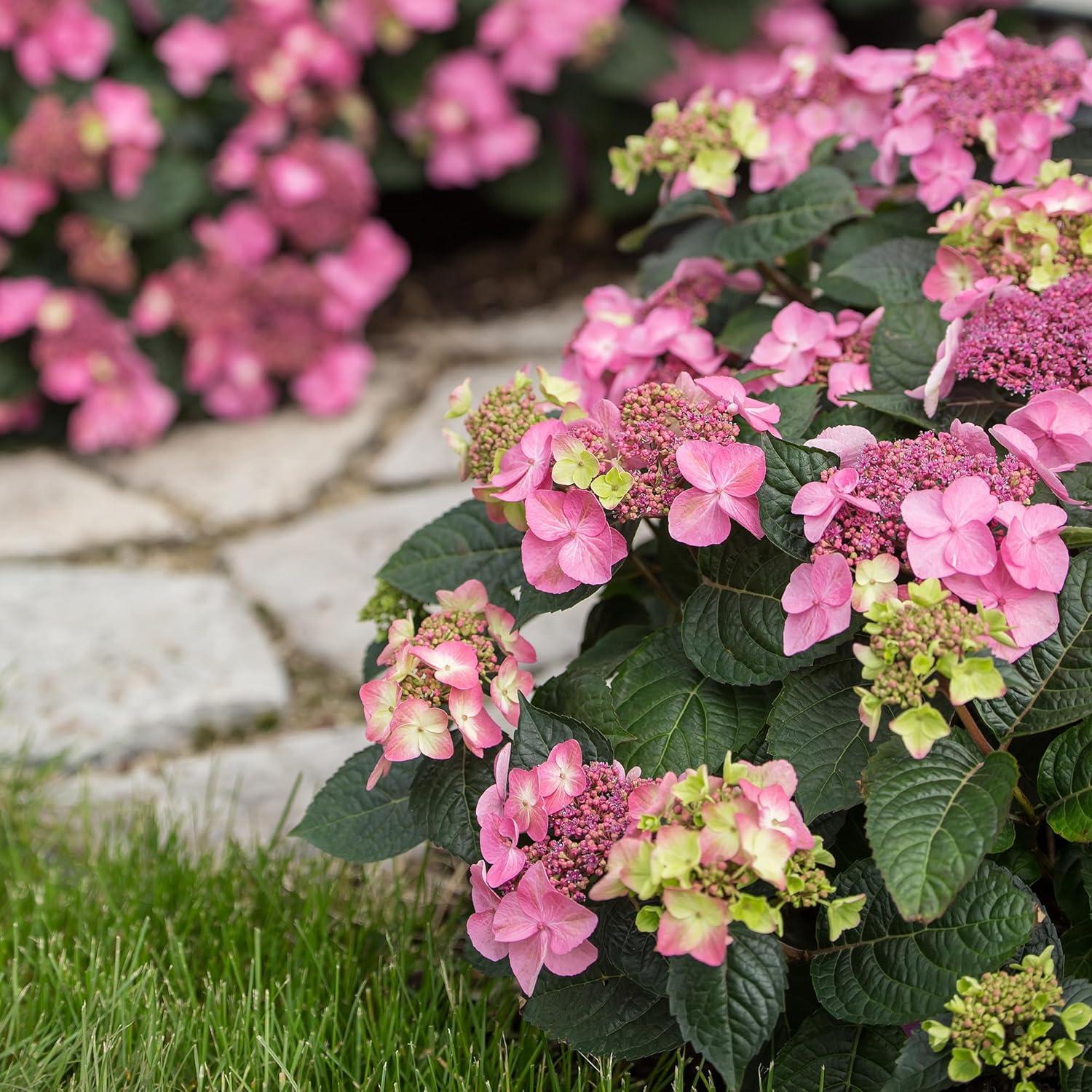 Compact Endless Summer Hydrangea 'Pop Star' - 2 Gallon Blue Lacecap