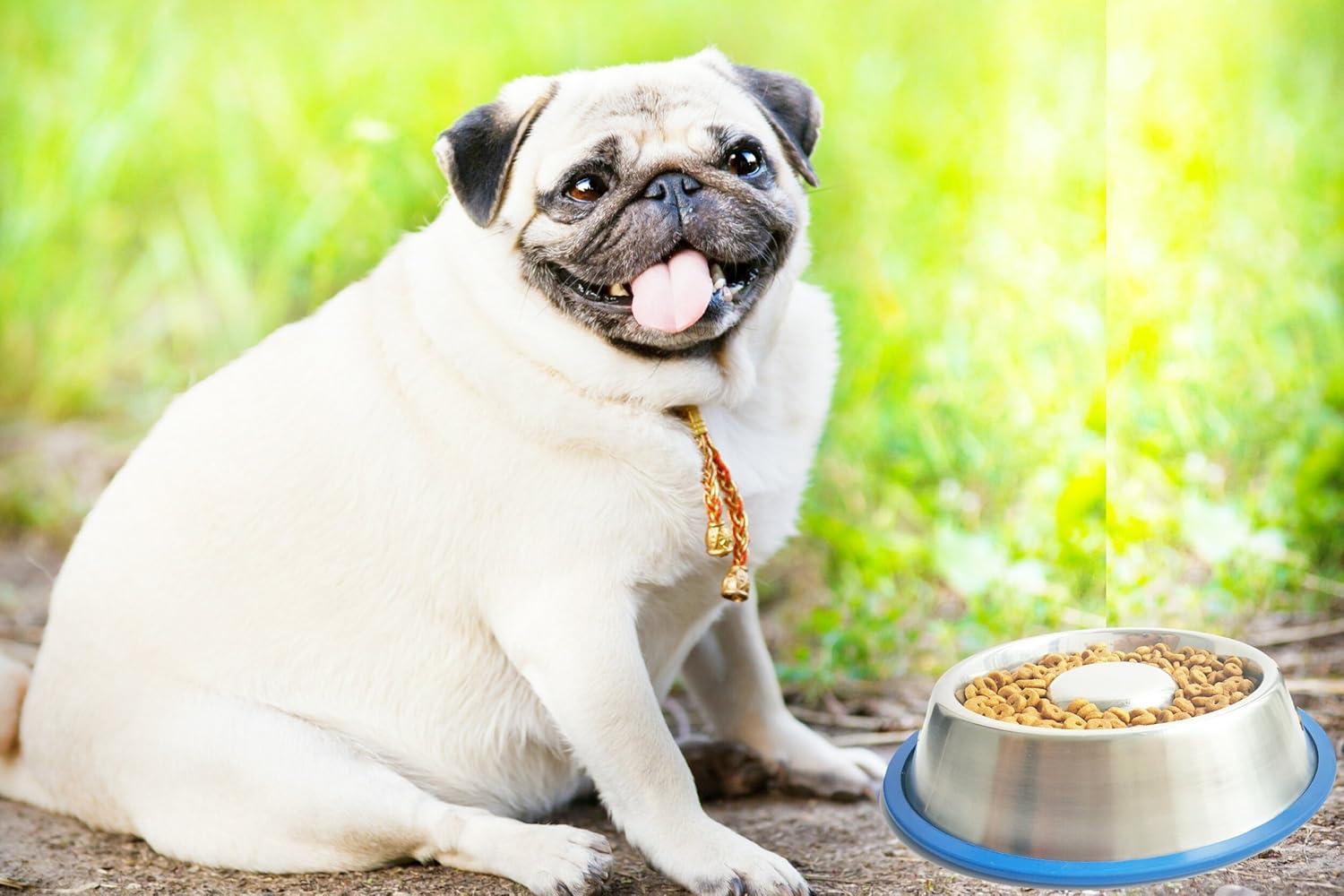 Large Stainless Steel Slow Feed Dog Bowl with Blue Base