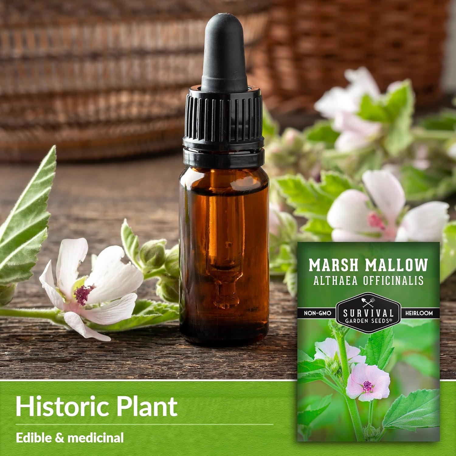 3 Packs Marsh Mallow Seed - Rare Medicinal Flowering Herbs - Non-GMO Heirloom Perennial Full Sun