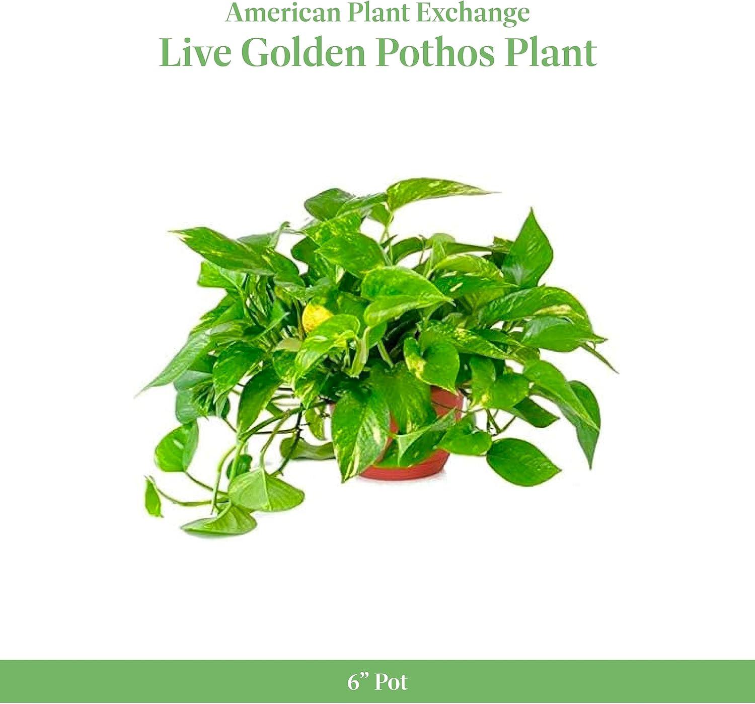 American Plant Exchange Golden Pothos, 6-Inch Pot, Live Easy Care Plant, Vining Foliage Houseplant