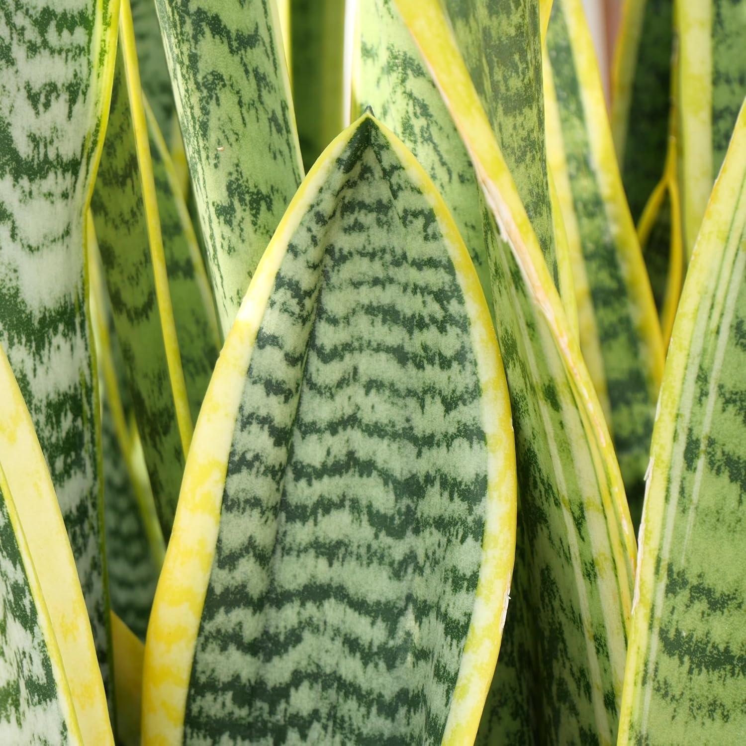 Sansevieria Superba Indoor Succulent with Yellow Edged Leaves