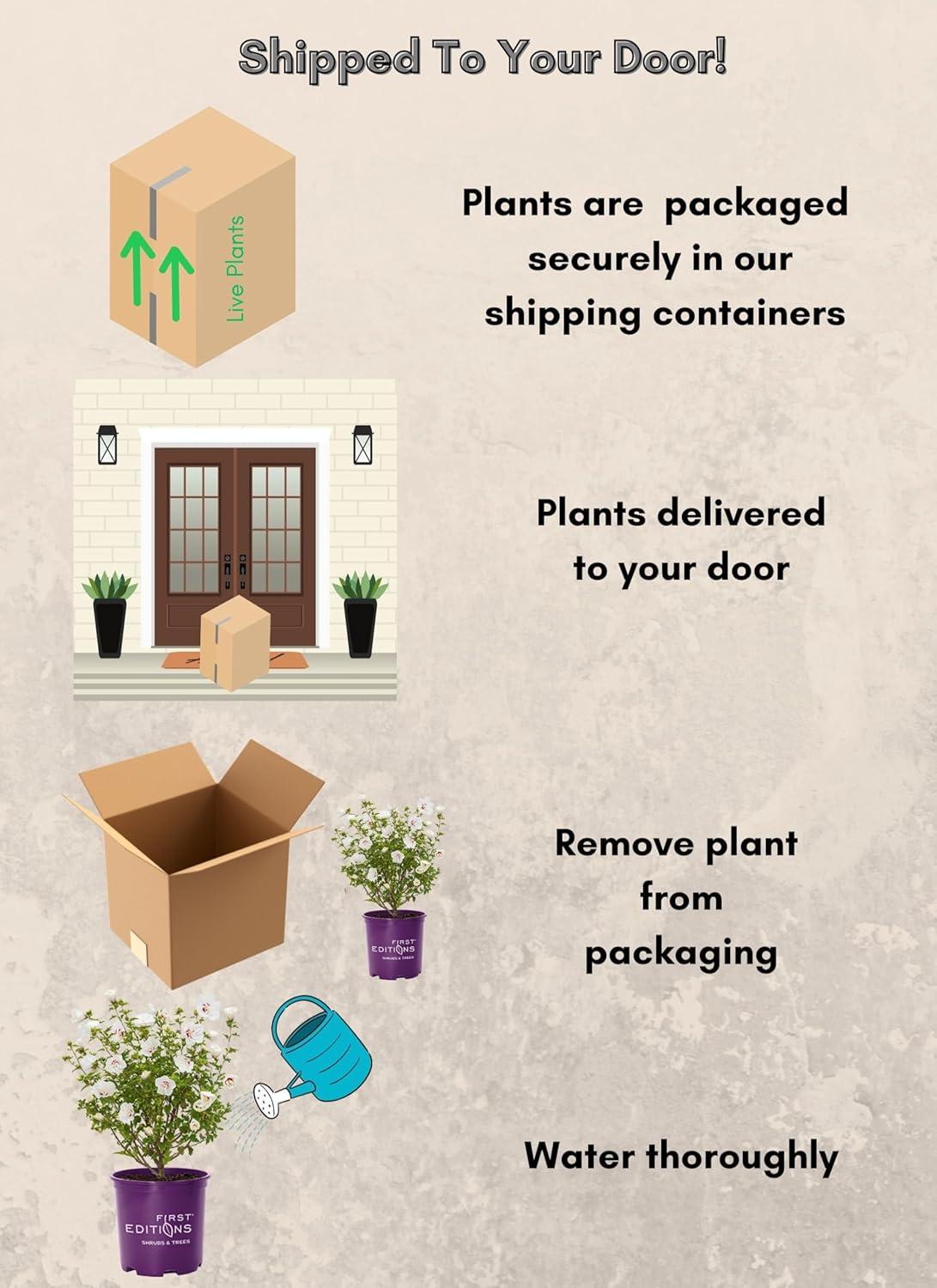 First Editions Hibiscus Bali Live Shrub in 2-Gallon Grower Pot