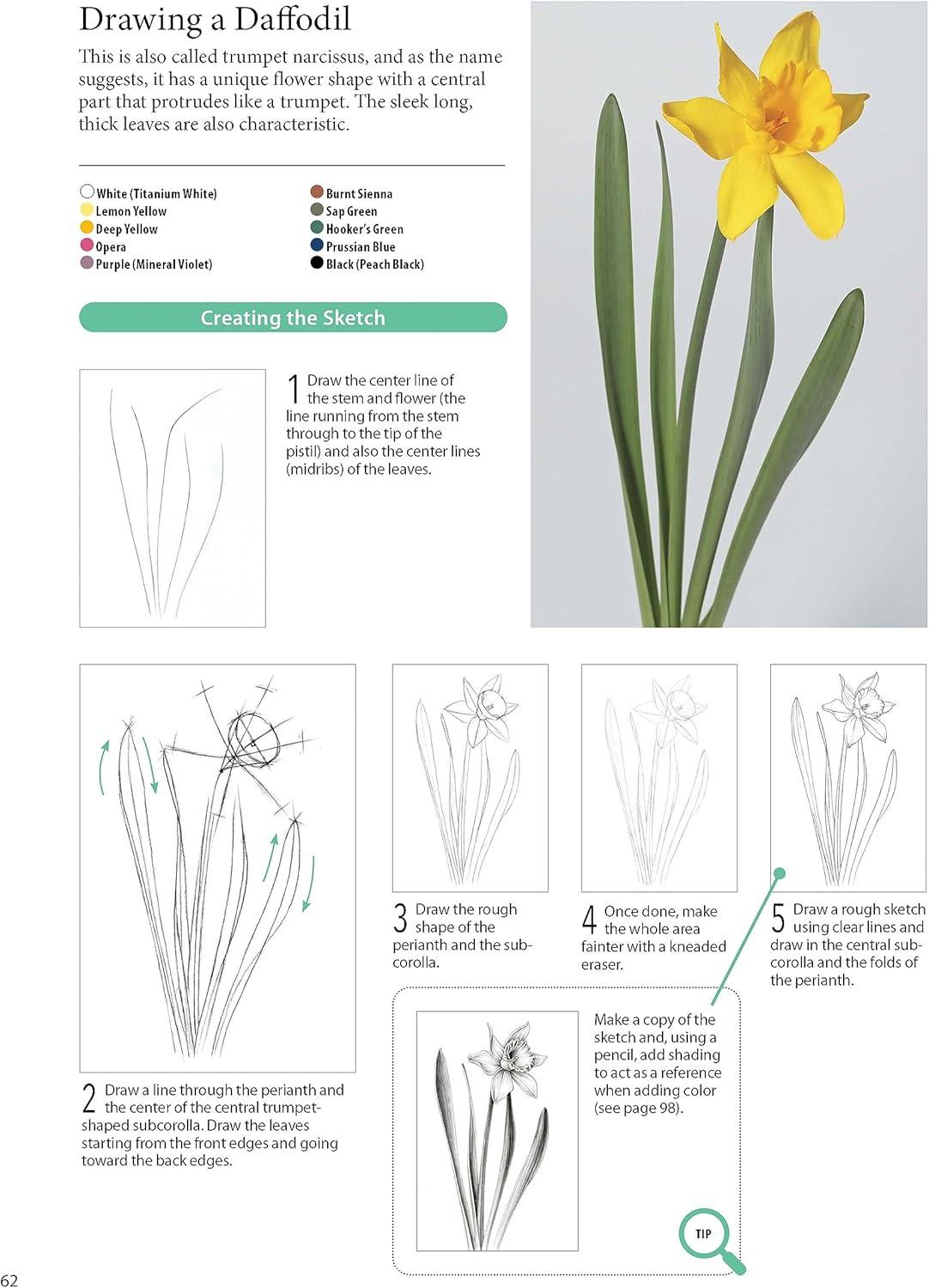 Step-by-Step Guide to Botanical Drawing & Painting Paperback