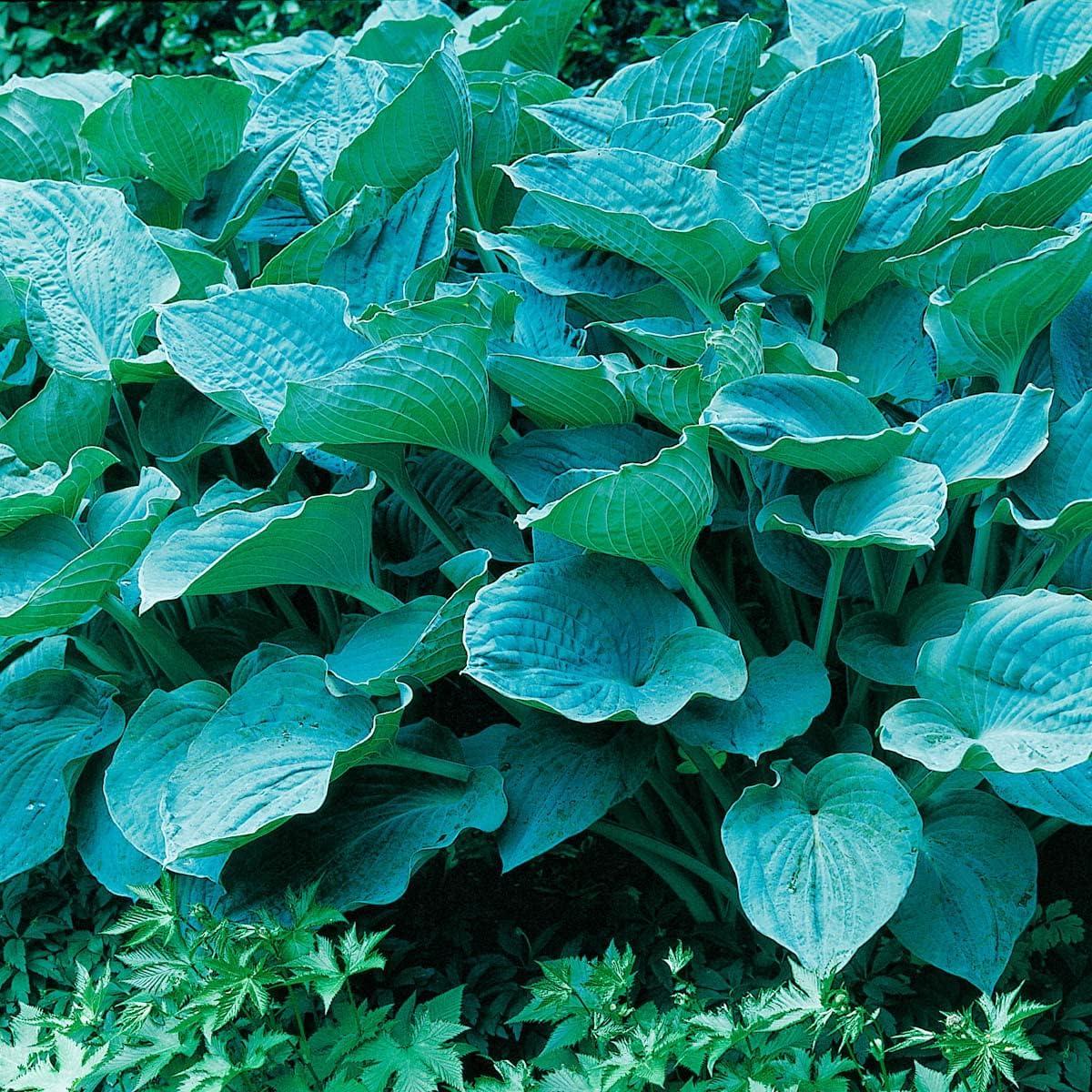 Colossal Blue Hosta Dormant Bare Root Shade Loving Perennial Plant, 1-Pack