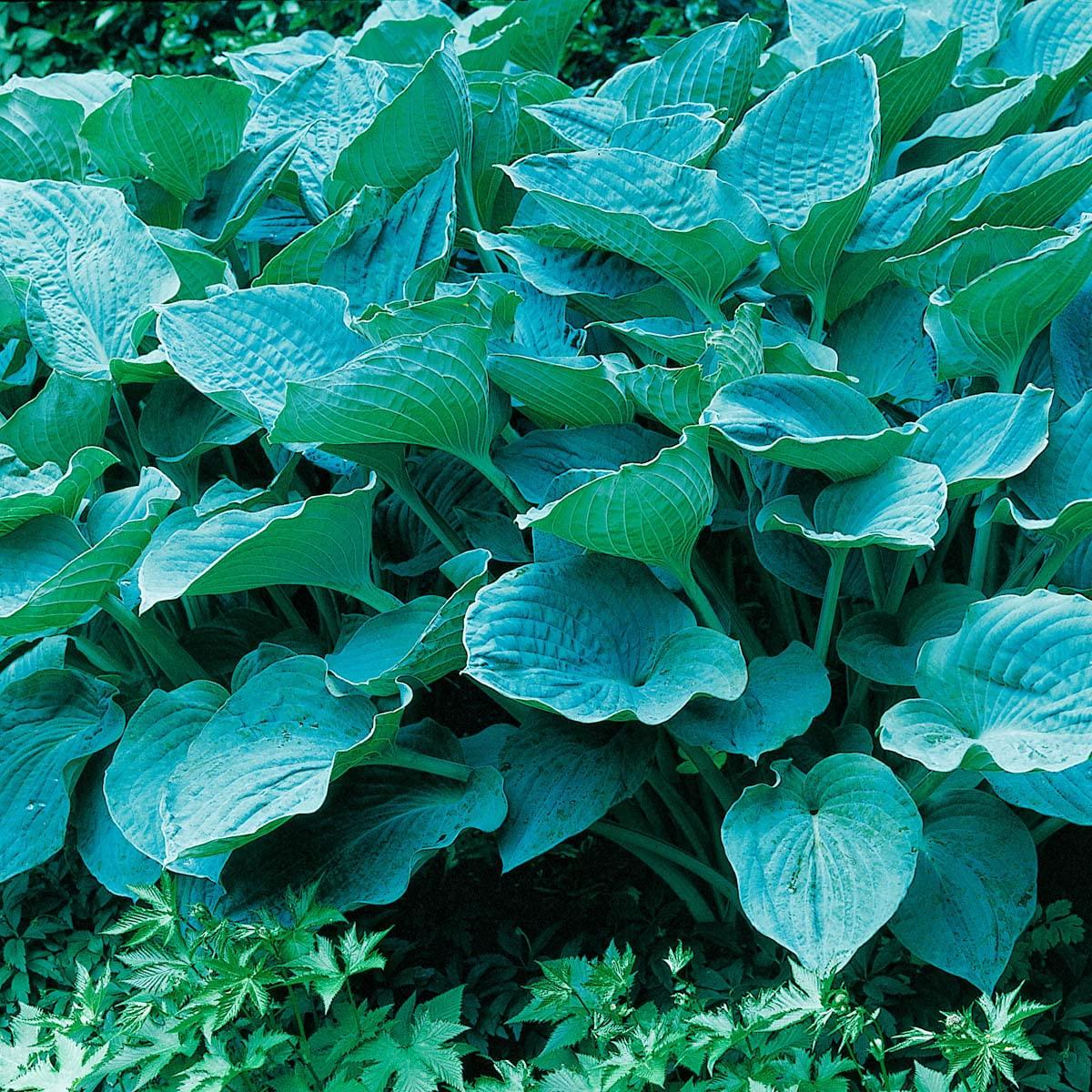 Colossal Blue Hosta Dormant Bare Root Shade Loving Perennial Plant, 1-Pack