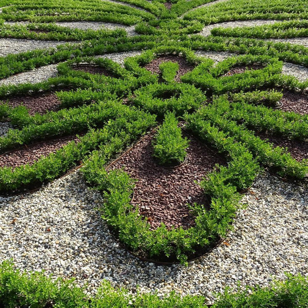 Better Boxwood Renaissance Live Shrub (1 Gallon)