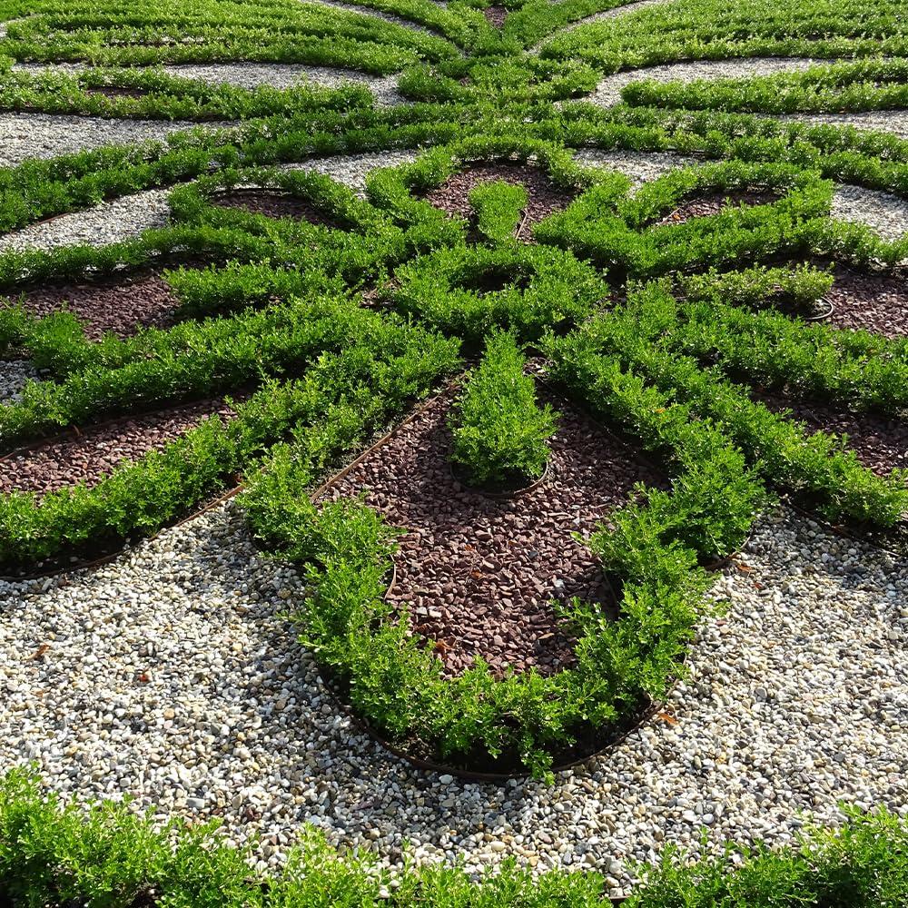 Better Boxwood Renaissance Live Shrub (1 Gallon)