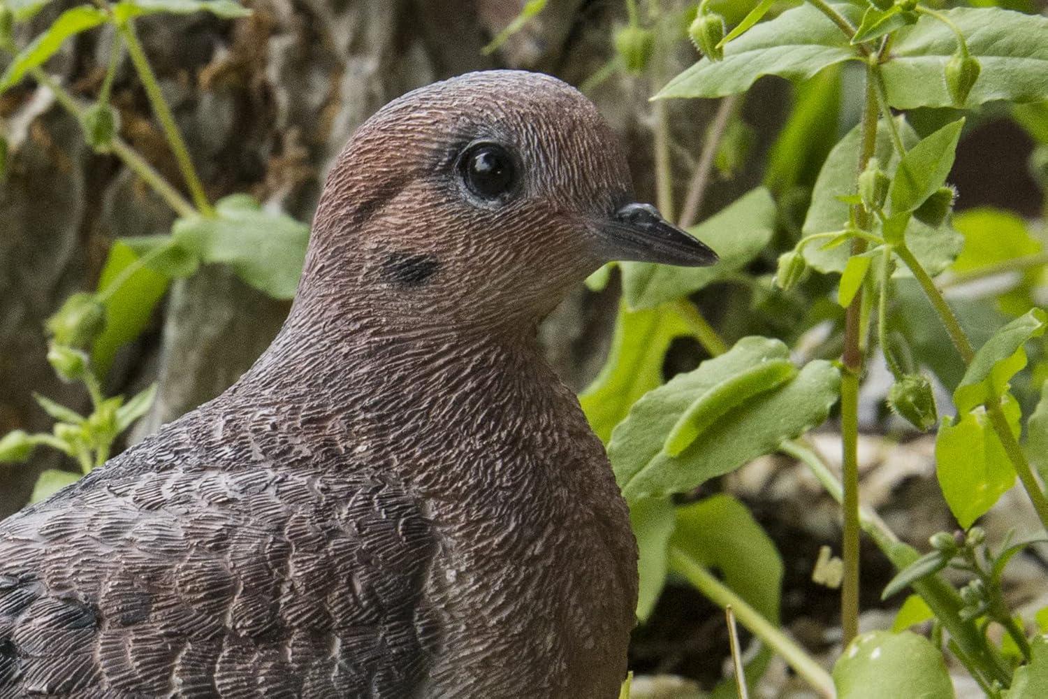 Mourning Dove on grass Garden Statue