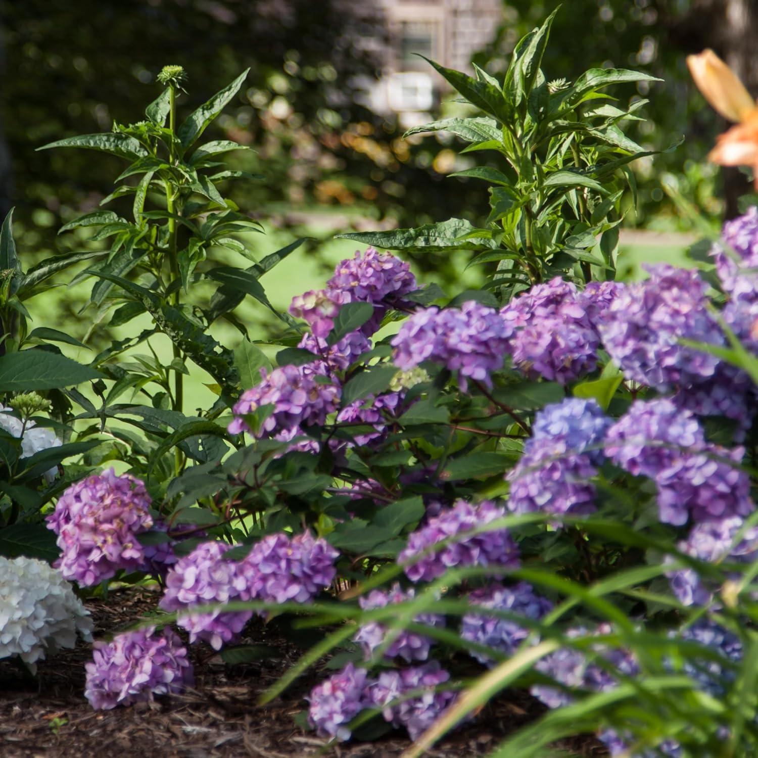 Endless Summer Bloomstruck Hydrangea Live Shrub (2 Gallon)