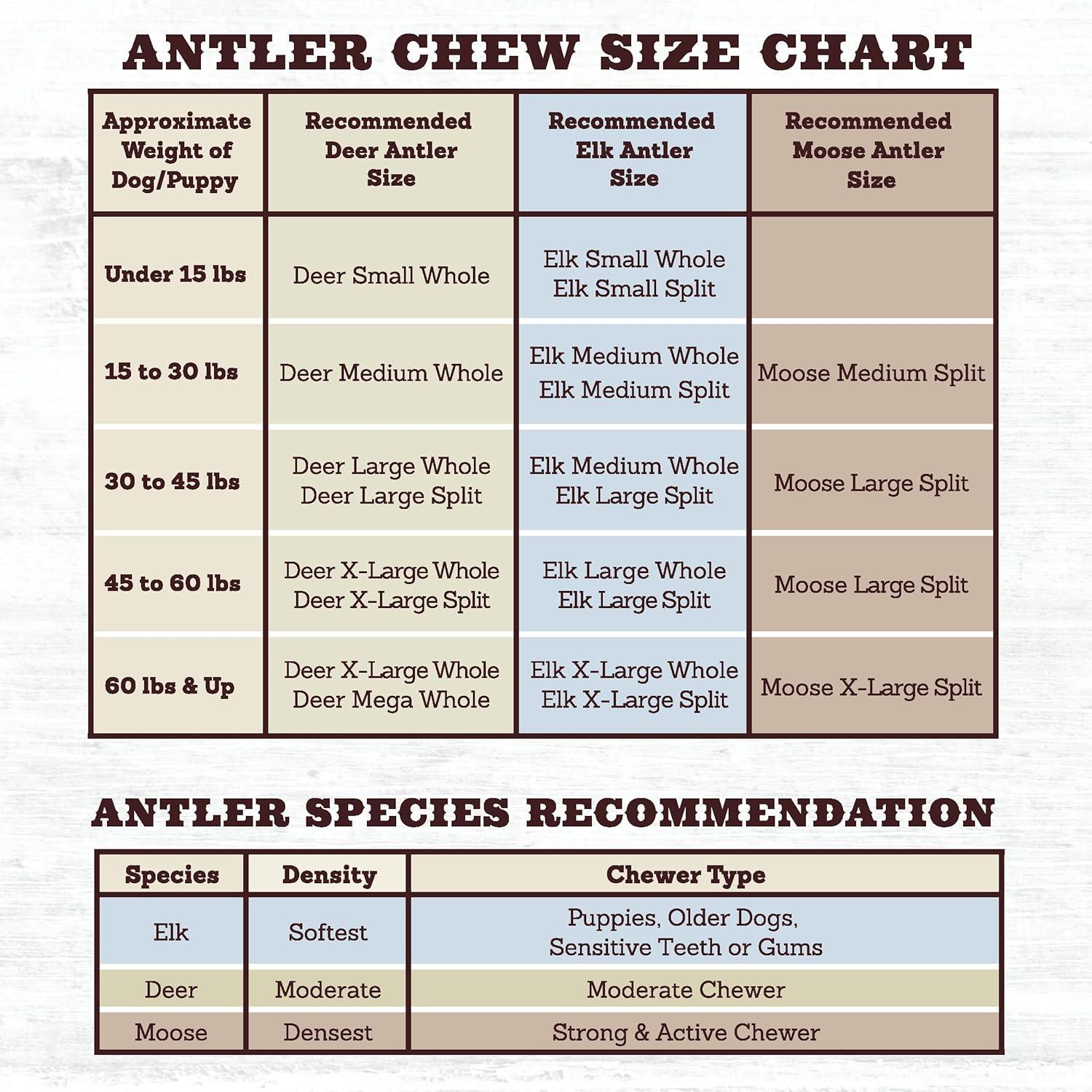 Prairie Dog Antlers | North American Split Antler | Large | Naturally Shed | Hand Harvested | Nutrient Rich | 6-7.5 inches long