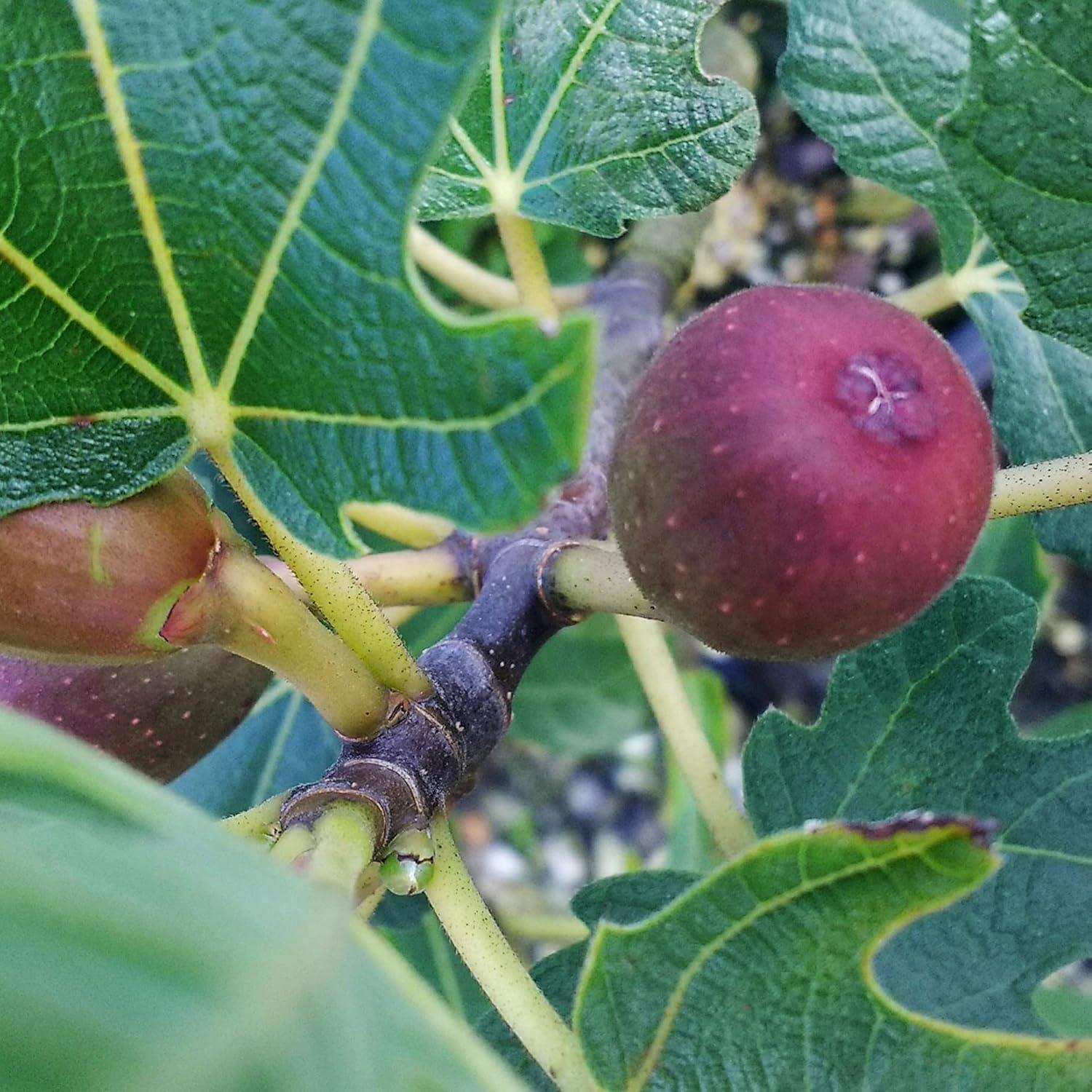 Expert Gardener 1 Gallon Fig Brown Turkey Live Shrub