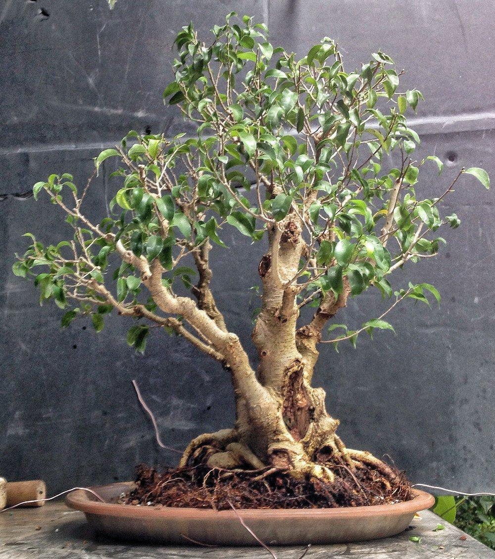 Durable Indoor Ficus Bonsai with Dark Green Leaves in 4" Pot