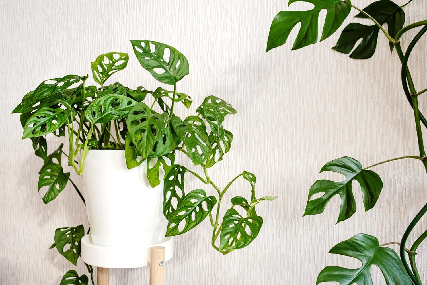 Large Green Monstera Adansonii in Brown Grower Pot