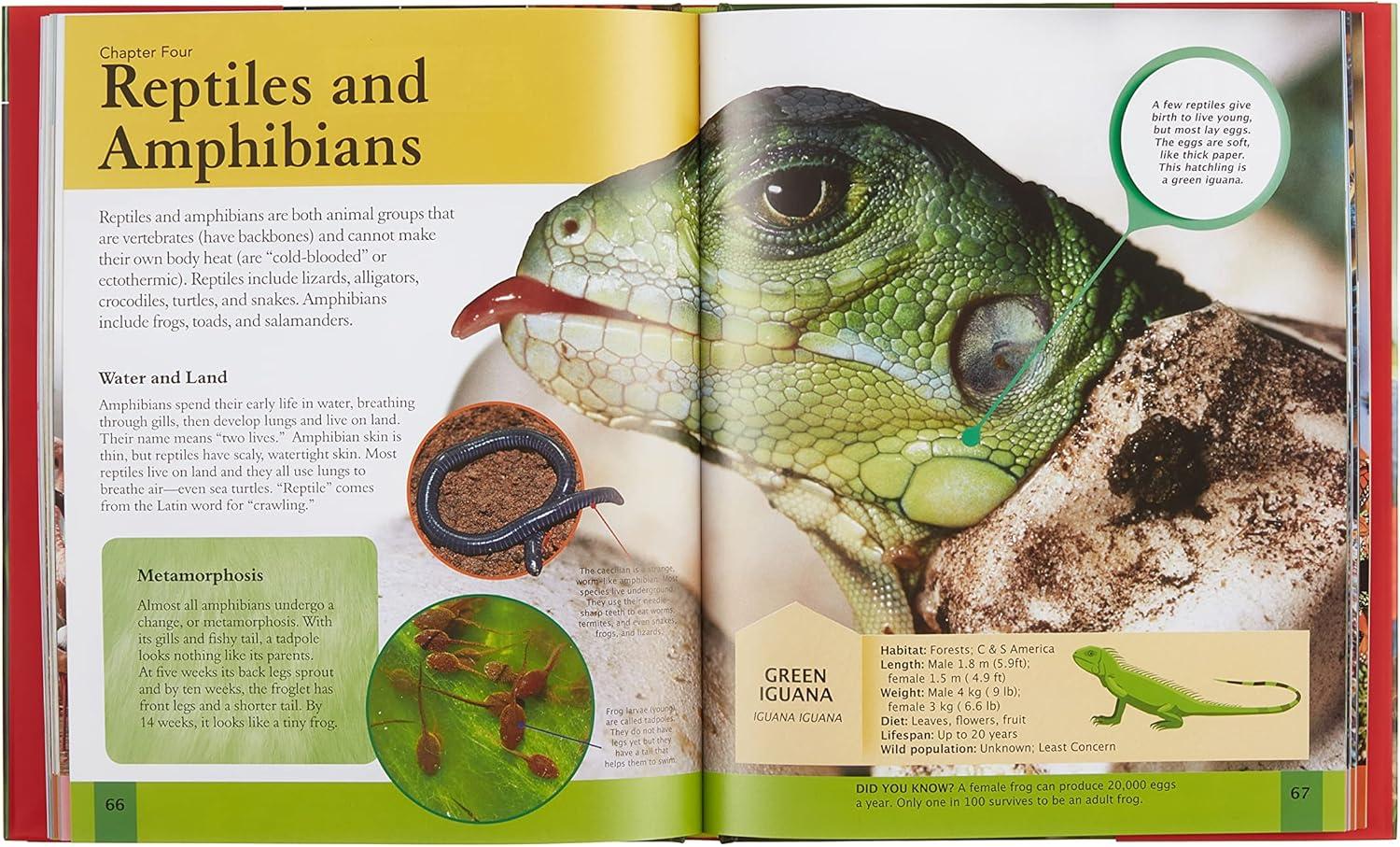 Children's Encyclopedia of Animals - (Arcturus Children's Reference Library) by  Michael Leach & Meriel Lland (Hardcover)