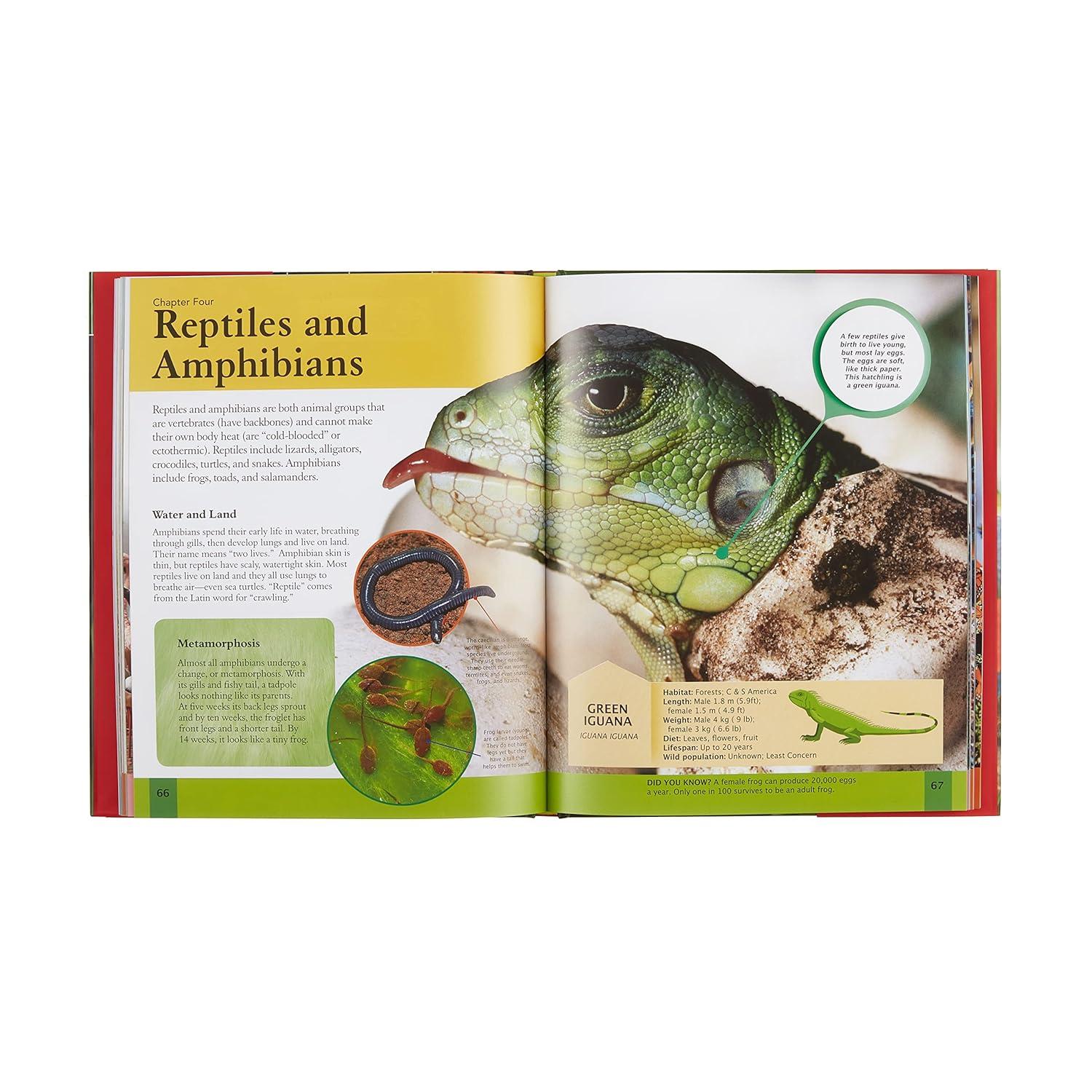 Children's Encyclopedia of Animals - (Arcturus Children's Reference Library) by  Michael Leach & Meriel Lland (Hardcover)
