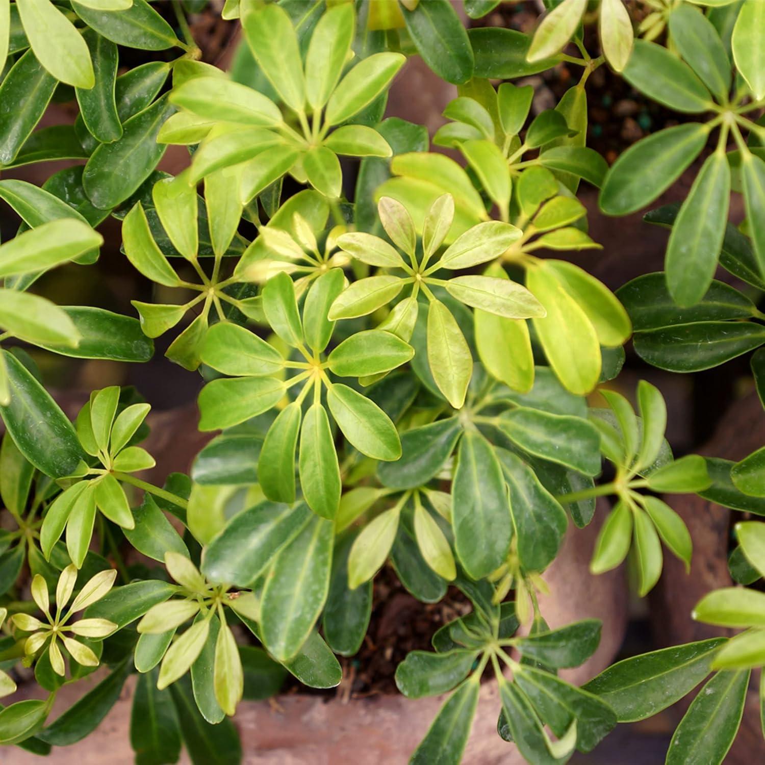 Brussel's Hawaiian Umbrella Bonsai Tree In Rock Pot