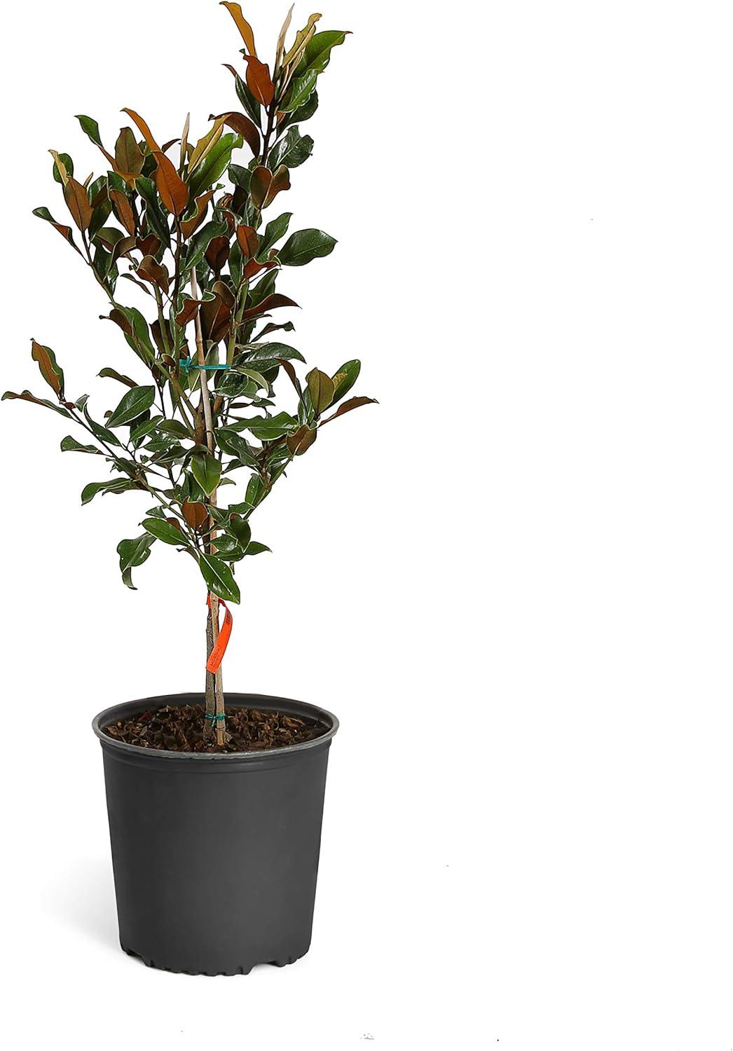 Sweetbay Magnolia Tree with Dark Green Leaves in Black Pot