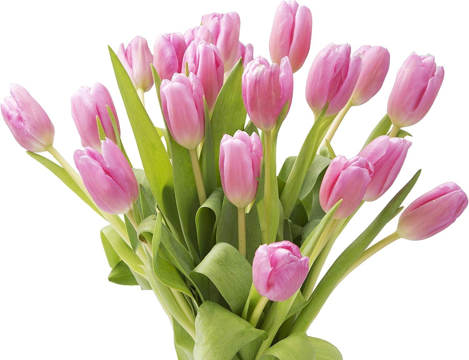KaBloom : 20 Pink Tulip, Next-Day Delivery, Gift for Every Occasion