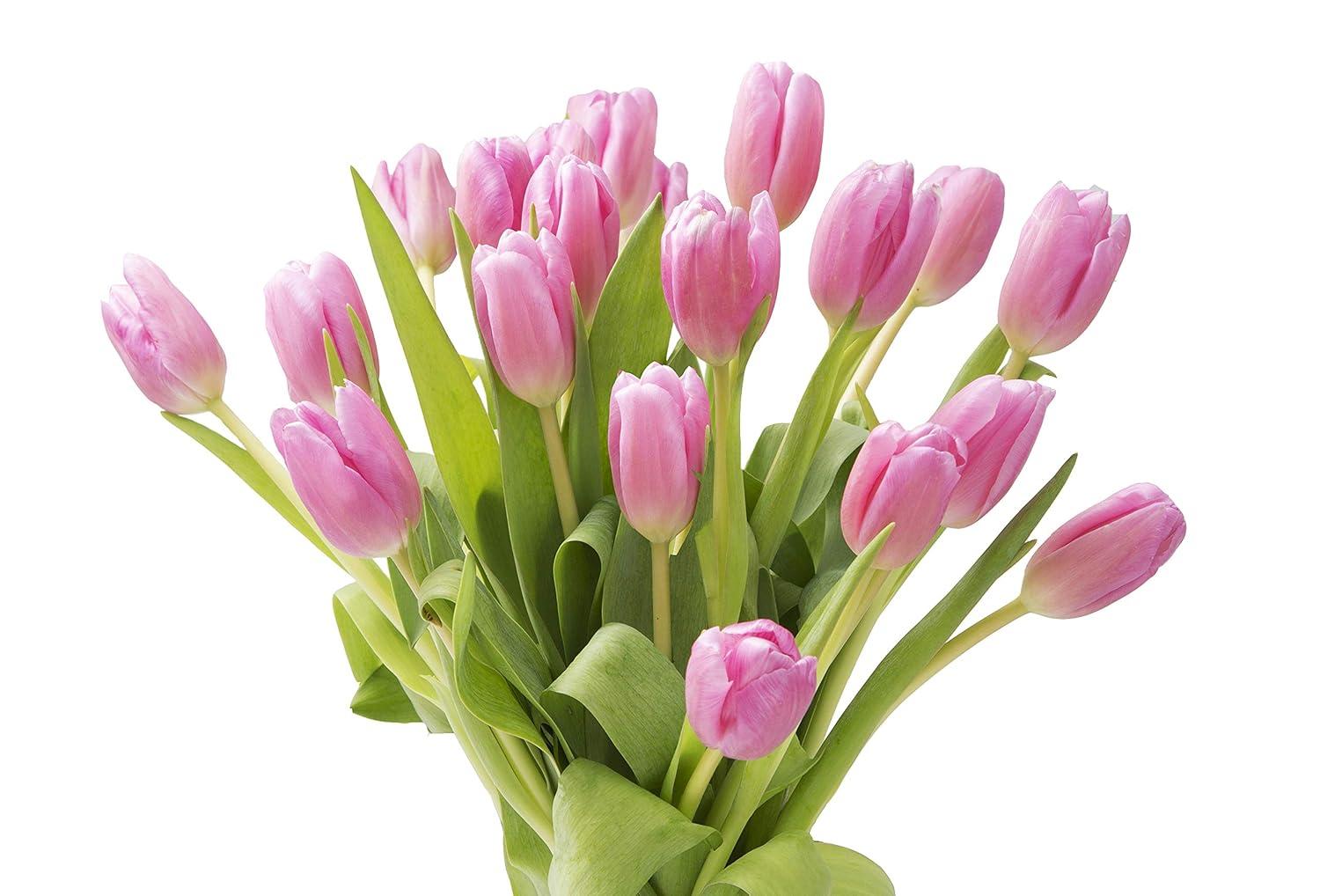 KaBloom : 20 Pink Tulip, Next-Day Delivery, Gift for Every Occasion