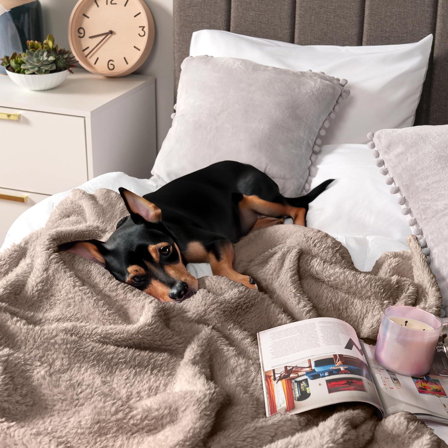 Pavilia Blanket & Reviews | Wayfair