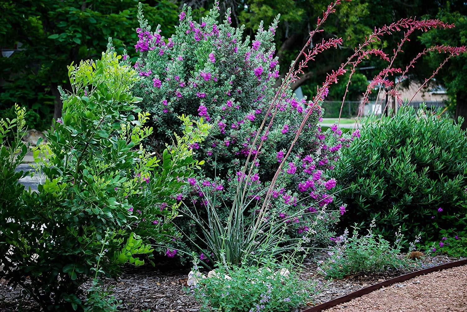 Texas Sage Outdoor Flowering Shrub with Silver Foliage