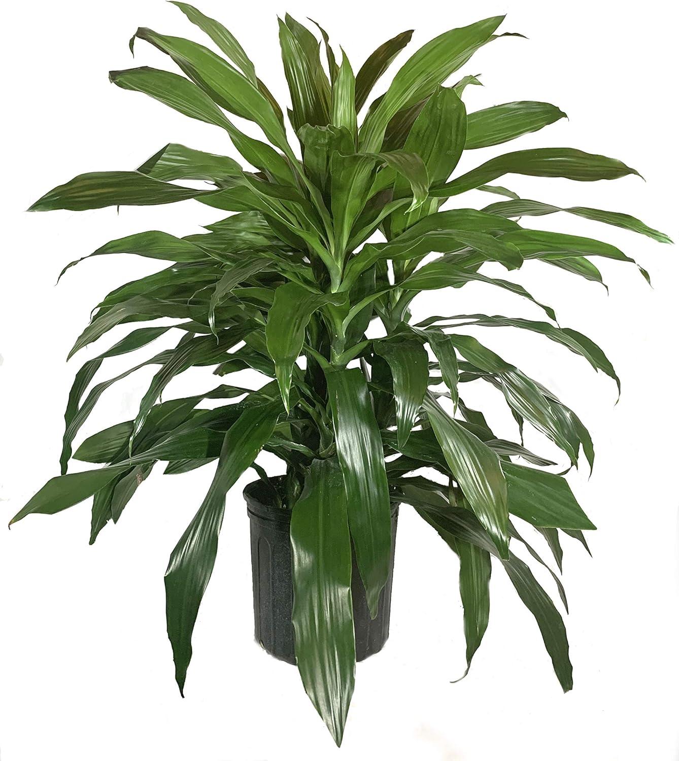 Large Dark Green Dracaena Janet Craig in Black Plastic Grower Pot