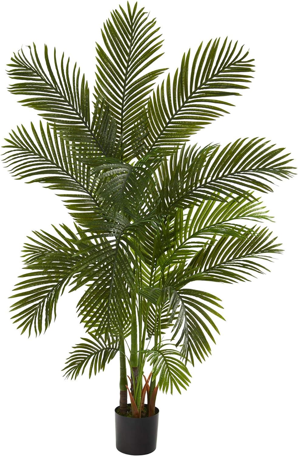 Tropical Summer 6' Lush Areca Palm in Nursery Planter