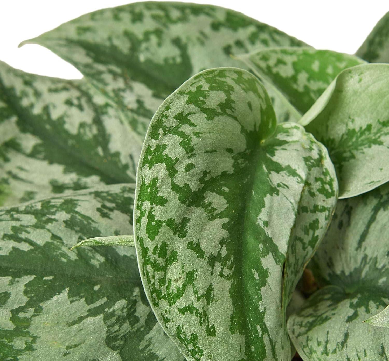 House Plant Shop Live Foliage Plant