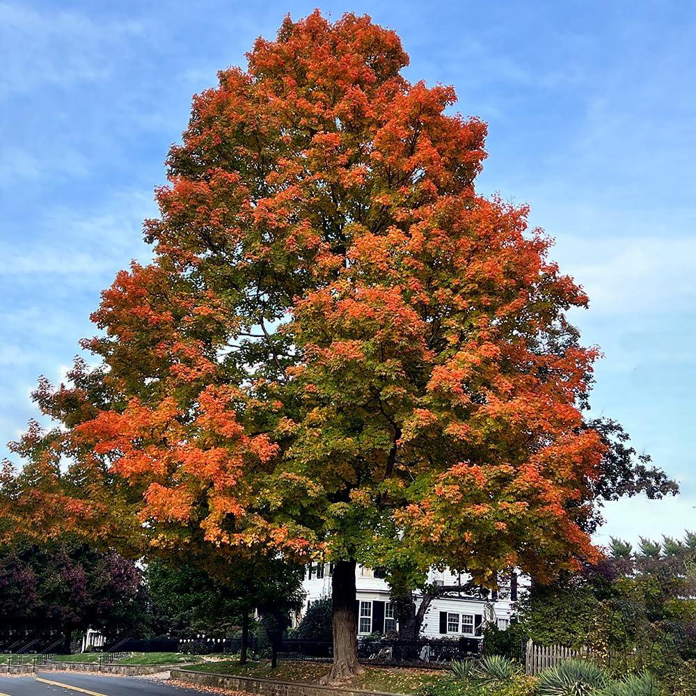 5 Gal. Northern Red Oak Deciduous Shade Tree with Green Foliage