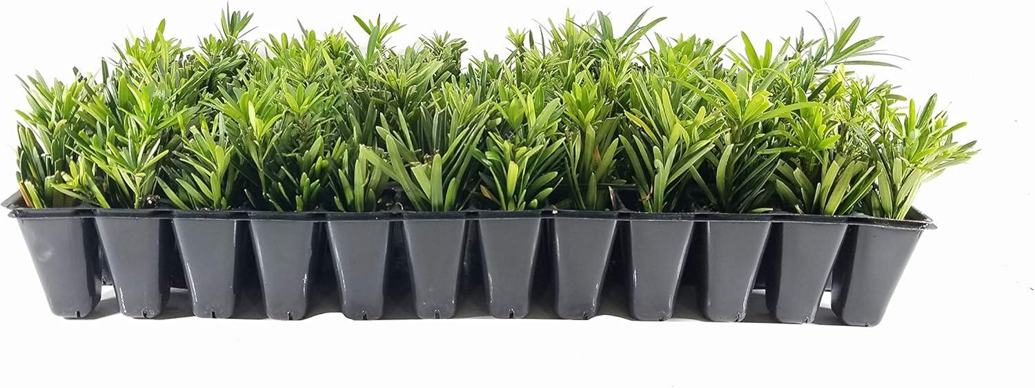 Dwarf Podocarpus Macrophyllus Pringles Evergreen Low Hedge Bonsai - 10 Plants