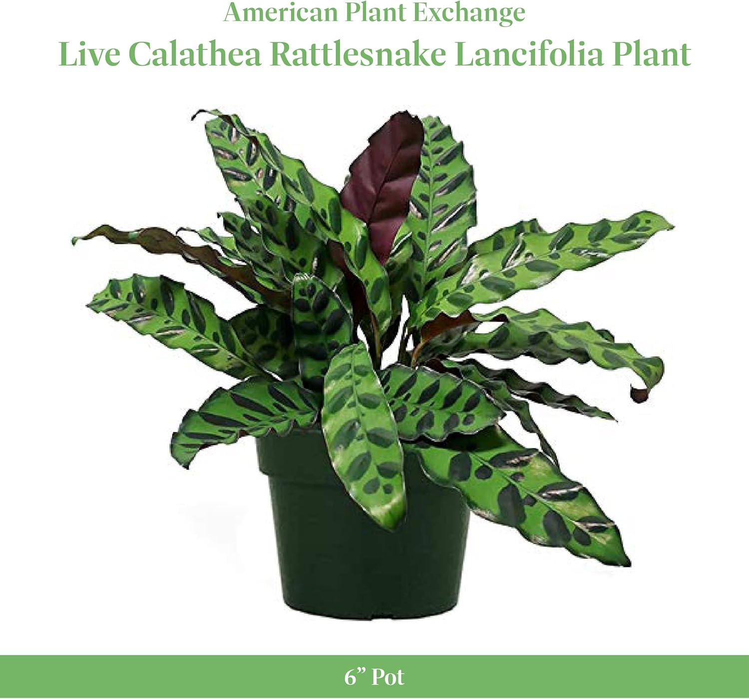 Calathea Rattlesnake Indoor Plant with White Pot