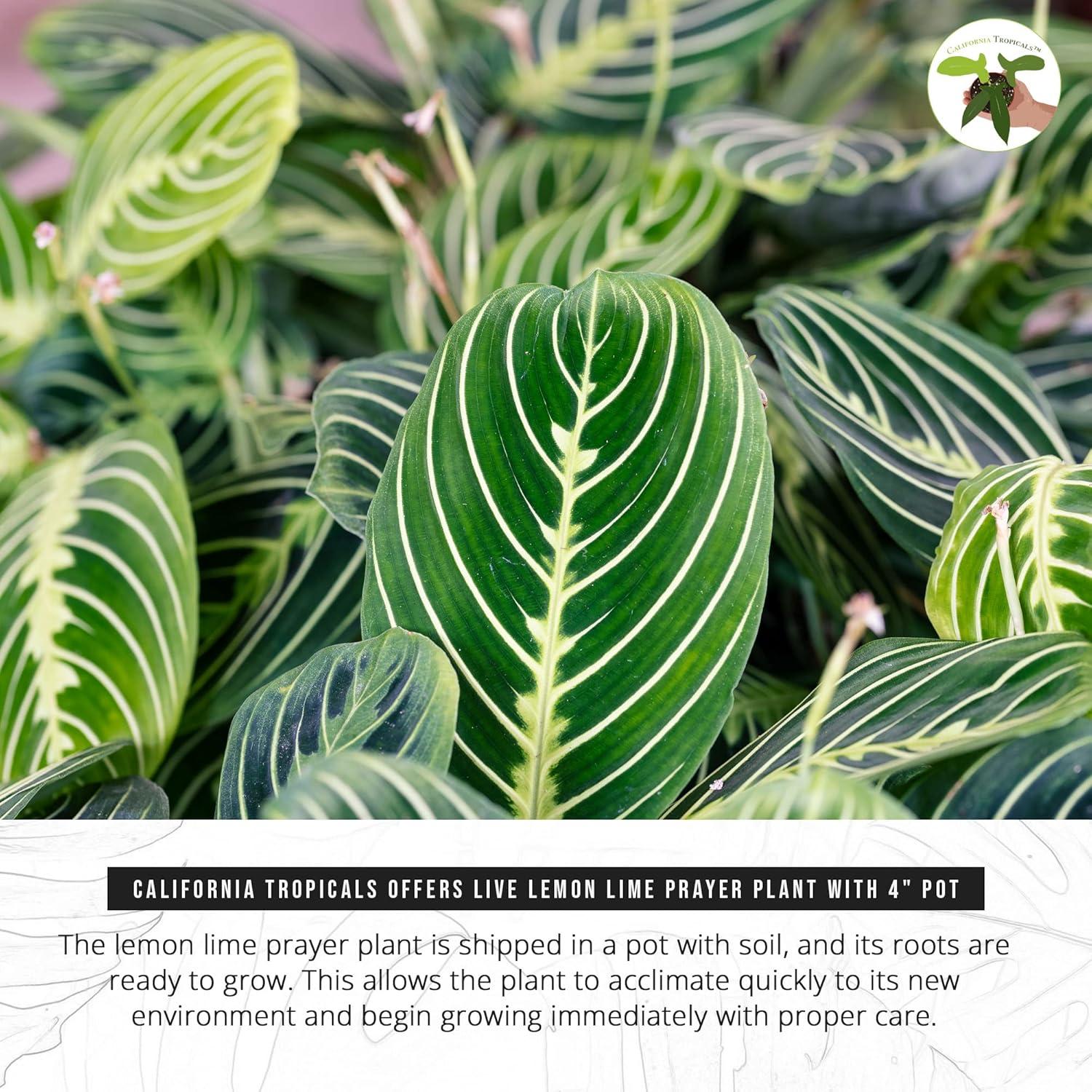 Maranta Green Prayer Plant “Lemon Lime” - 6” from California Tropicals