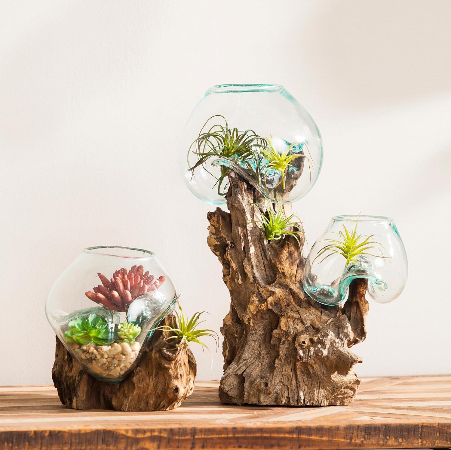 Elegant Driftwood & Glass Planter for Outdoor and Indoor Decor