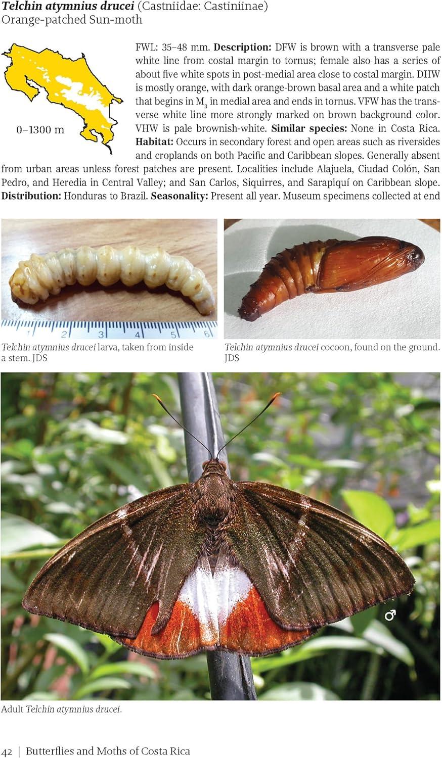 Butterflies and Moths of Costa Rica - (Zona Tropical Publications / Antlion Media) by  Luis Ricardo Murillo-Hiller (Paperback)