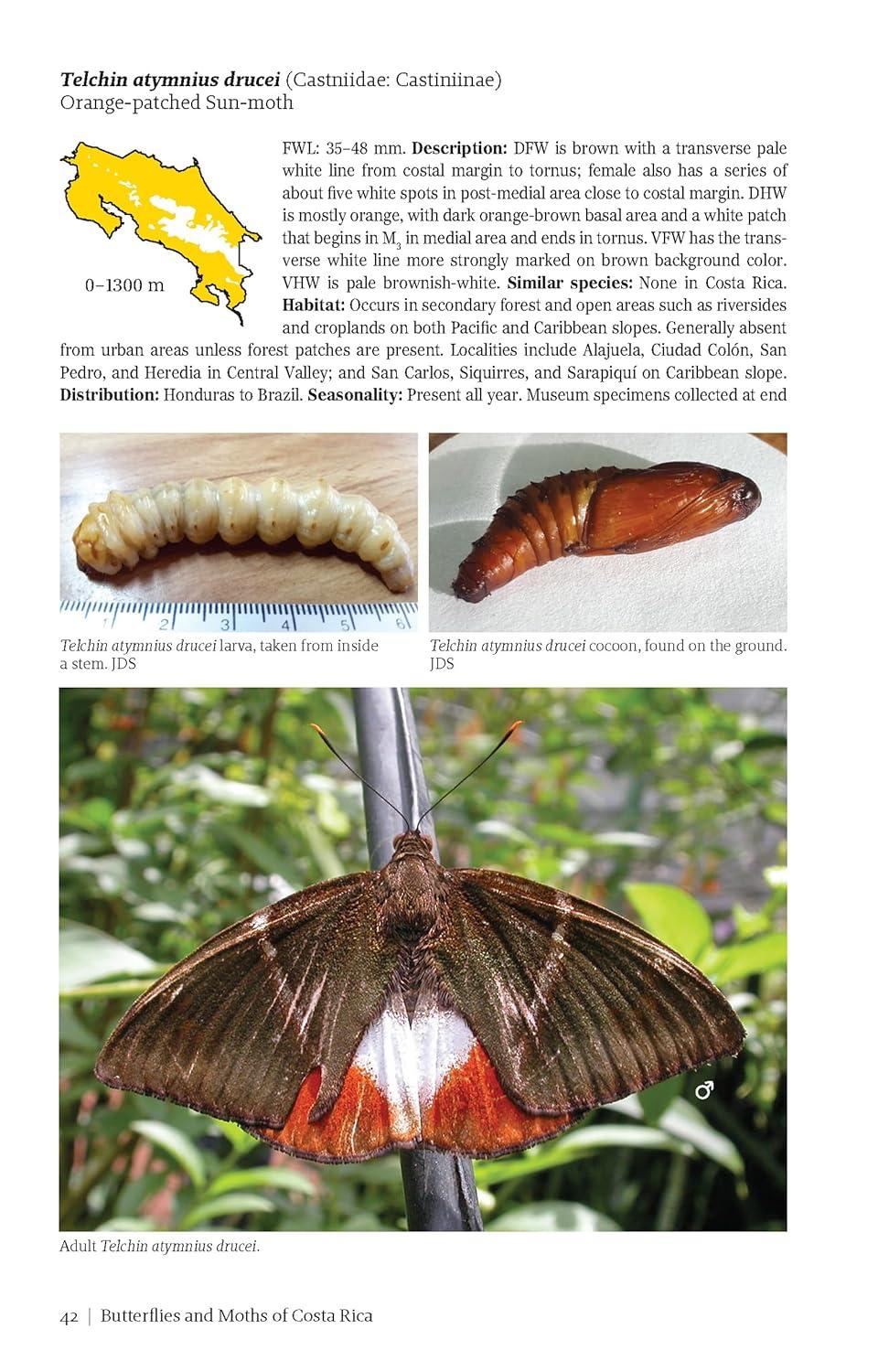 Butterflies and Moths of Costa Rica - (Zona Tropical Publications / Antlion Media) by  Luis Ricardo Murillo-Hiller (Paperback)