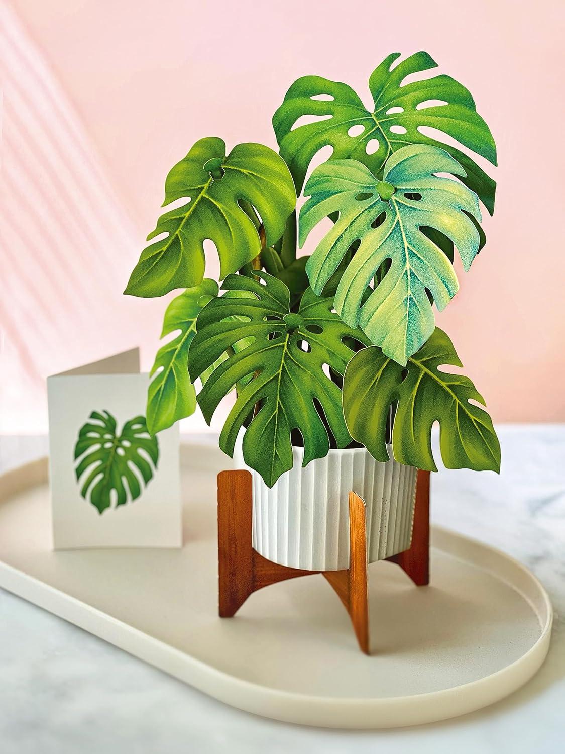 Freshcut Paper Pop Up Cards, Monstera, 12 Inch Life Sized Paper House Plants 3D Popup Greeting Cards, Birthday Card, Thank You Card, Blank Notecard & Envelope